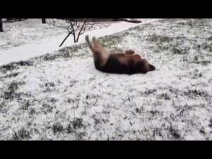 Життя сильніше за війну, а любов здатна на справжні дива!