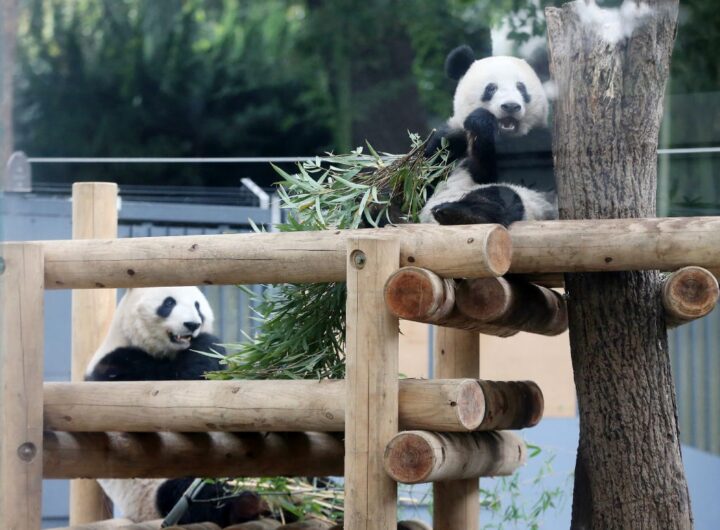 Новини світу - Китай поверне усіх панд із Японії вперше за 50 років