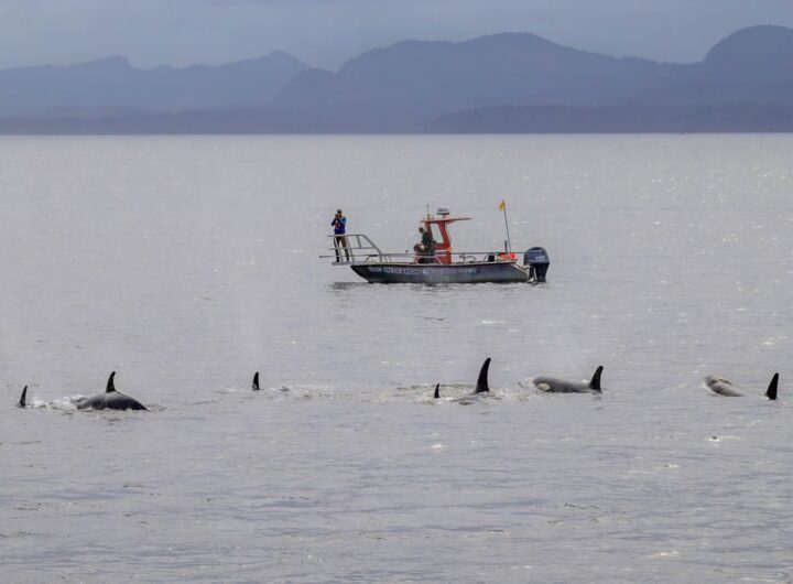 Технології - Косатки й дельфіни виявилися мисливським тандемом