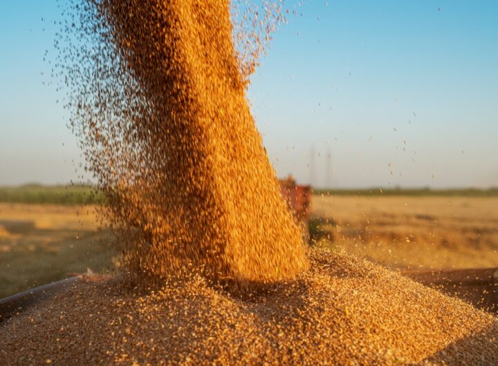 Новини бізнесу - Молдова скасує обмеження на імпорт зерна з України