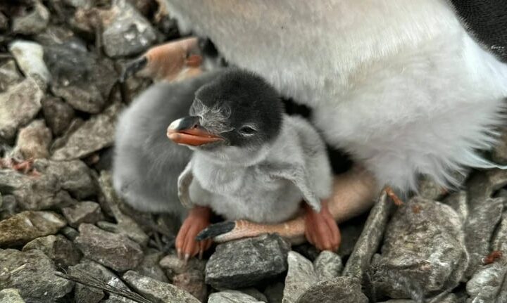 Новини світу - На Галіндезі з’явилися перші пінгвінята сезону