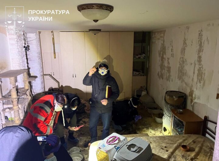 Новини України - На Київщині розслідують загибель понад 50 котів