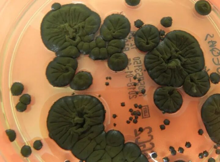 Технології - NASA розглядає чорнобильські гриби як новий захист від радіації в космосі