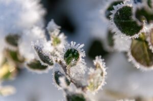 Новини України - Синоптики розповіли, якою буде погода на Різдво