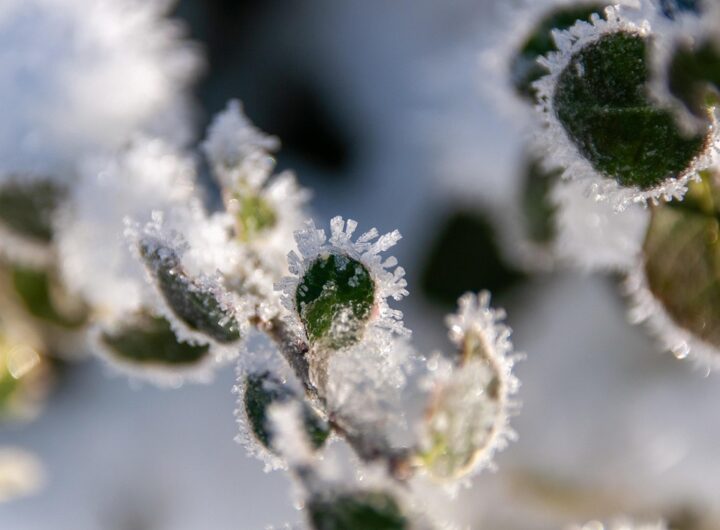 Новини України - Синоптики розповіли, якою буде погода на Різдво