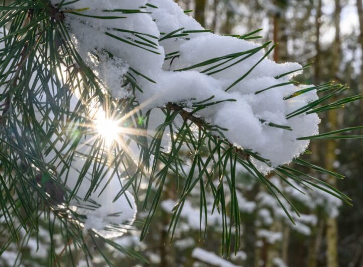 Новини України - Сніг та нічні морози: якої погоди слід очікувати на вихідних