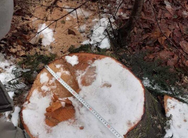 Новини України - Суд розгляне справу ексочільника ДСНС, який "розчистив" заказник на 7 млн