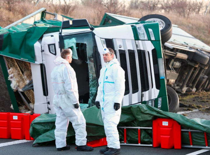 Новини світу - Тисячі курей розбіглися з місця масштабної ДТП у Німеччині