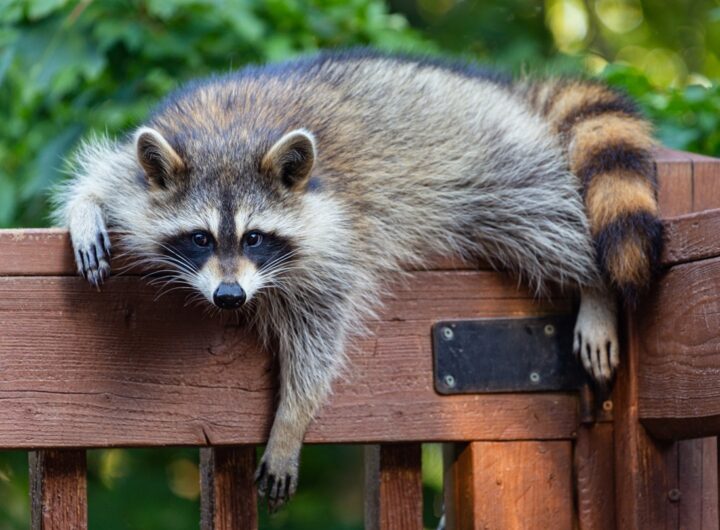 Новини культури - У США п'яний єнот влаштував погром в алкомаркеті