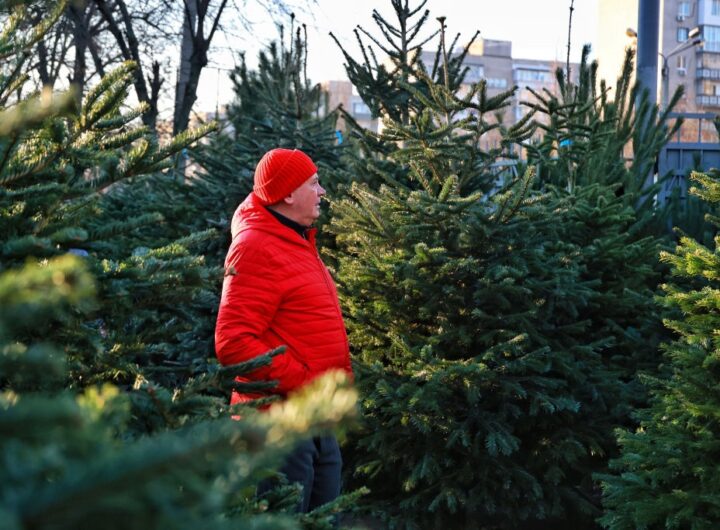 Новини України - В України утричі збільшили штраф за вирубку хвойних