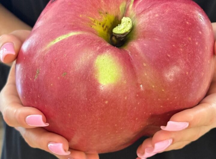 Новини України - В Україні виростили яблуко-гігант