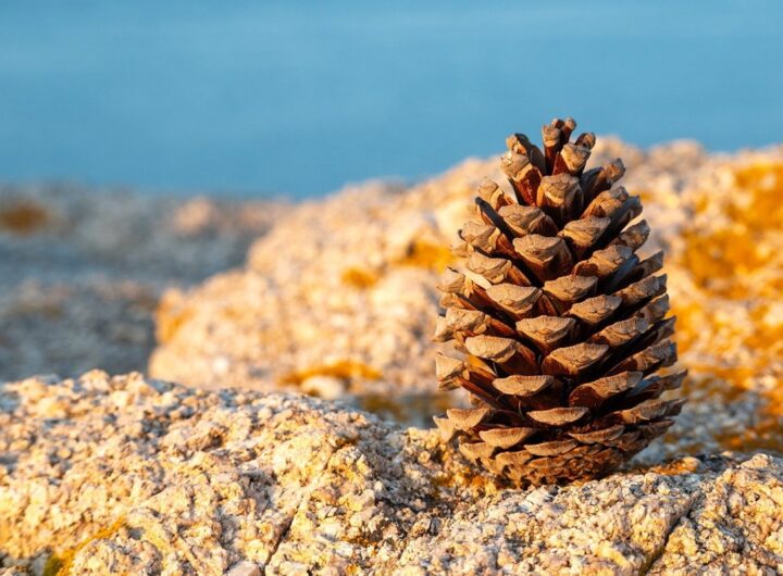 Новини культури - Гороскоп для всіх знаків зодіаку на 13 січня 2026 року