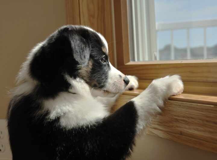 Новини України - На Хмельниччині чоловік викинув собаку з сьомого поверху