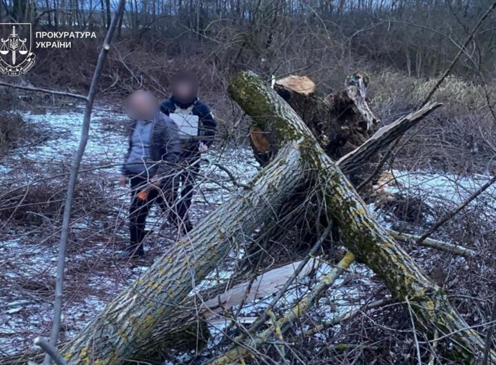 Новини України - На Закарпатті дерево впало на 8-річну дитину: дівчинка загинула