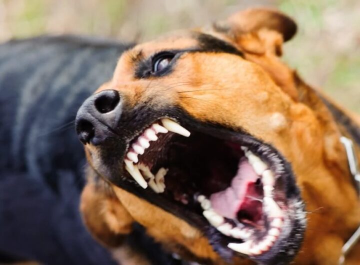 Новини України - На Закарпатті собаки покусали дітей, що попросилися в туалет при дорозі