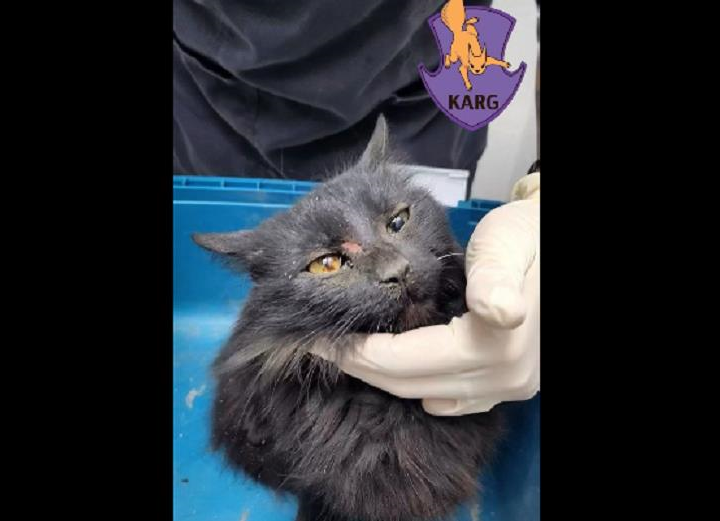 Новини України - У Києві врятували кішку, яка впала з 9-го поверху