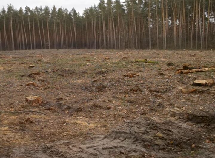 Новини України - Збитки на 546 млн грн: ДБР викрило за рік сотні злочинів в лісовій галузі