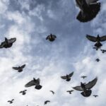 Російський стартап планує зробити з голубів "біодрони"