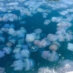 Росіяни виловлюватимуть медуз для "харчових цілей"