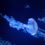 Медузи знову зупинили реактори найбільшої АЕС Західної Європи